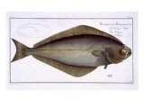 Buy Halibut at AllPosters.com