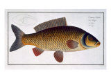 Buy Carp at AllPosters.com