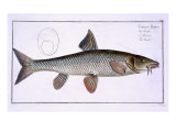 Buy Barbel at AllPosters.com