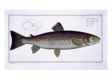 Buy Sea Trout at AllPosters.com