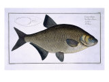 Buy Bream at AllPosters.com