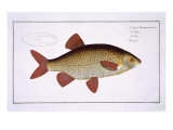 Buy Red Carp at AllPosters.com