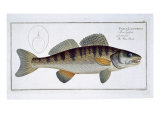Buy Pike-Perch at AllPosters.com