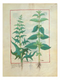 Buy Urticaceae at AllPosters.com