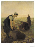 The Potato Harvest