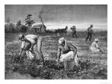 Buy The Goober-Gatherers', 1890 at AllPosters.com