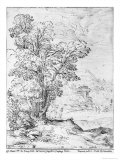 Wooded Landscape