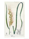 Rice, c.1820