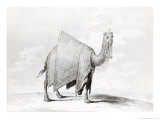 Buy Camel at AllPosters.com