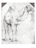 Buy Camel at AllPosters.com