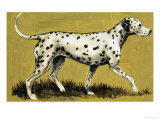 Dalmation Dog