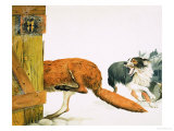 Collie Dog Chases Off a Fox