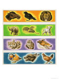 Unidentified Montage of Animals