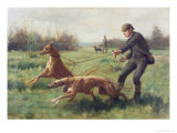 Exercising Greyhounds