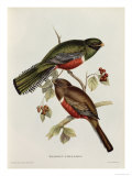 Buy Trogon Collaris at AllPosters.com