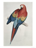 Buy Red and Yellow Macaw at AllPosters.com