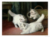 Buy Three White Angora Kittens at AllPosters.com
