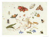 Buy Study of Insects and Flowers at AllPosters.com