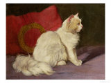 Buy White Persian Cat at AllPosters.com
