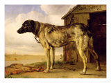 Dog on a Chain, 1653-4