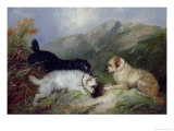 Buy Terriers Rabbiting at AllPosters.com