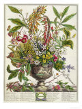 January, from Twelve Months of Flowers, by Robert Furber Giclee Print
