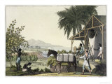 Buy Cotton-Making, Dutch Antilles, East Indies, Le Costume Ancien ou Moderne, c.1820-30 at AllPosters.com