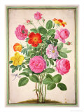 Buy Roses, Plate 4 from the Nassau Florilegium at AllPosters.com