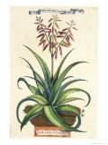 Buy Aloe Vera Vulgaris, from Phytographia Curiosa, Published 1702 at AllPosters.com