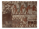 Buy Harvesting Papyrus and a Group of Cows, Old Kingdom at AllPosters.com