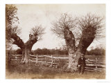 Buy Hedgerow Tree, 1852 at AllPosters.com