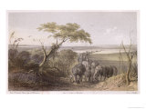 Buy Herd of Elephants on the Border of Chad, Travels and Discoveries in North and Central Africa at AllPosters.com