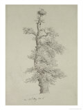 Buy Ancient Oak Tree with a Stork's Nest, 23rd May 1806 at AllPosters.com