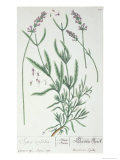 Buy Lavender Spike, Plate from Herbarium Blackwellianum by the Artist, 1757 at AllPosters.com
