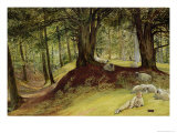 Parkhurst Woods, Abinger, Surrey