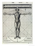 Buy Ideal Proportions Based on the Human Body, c.1521 at AllPosters.com