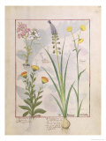 Illustration from the Book of Simple Medicines by Mattheaus Platearius