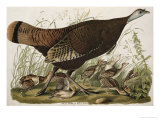 Great American Hen and Young, from Birds of America Engraved by W. H. Lizars