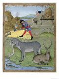 Buy Illustration from the Book of Simple Medicines by Mattheaus Platearius at AllPosters.com