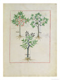 Buy Illustration from the Book of Simple Medicines by Mattheaus Platearius at AllPosters.com