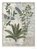Ferns, Brambles and Flowers, Illustration from the Book of Simple Medicines by Platearius