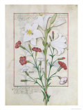 Illustration from the Book of Simple Medicines by Mattheaus Platearius