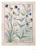 Illustration from the Book of Simple Medicines by Mattheaus Platearius