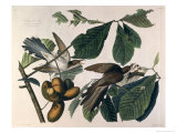 Yellow-Billed Cuckoo, from Birds of America, Engraved by William Home Lizars