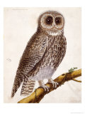Buy Owl, from Histoire Naturelle Des Oiseaux by Georges de Buffon at AllPosters.com
