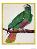 Buy Parrot, from Histoire Naturelle Des Oiseaux by Georges de Buffon at AllPosters.com