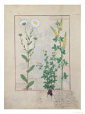 Illustration from the Book of Simple Medicines by Mattheaus Platearius