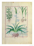 Buy Garlic and Other Plants, The Book of Simple Medicines by Mattheaus Platearius at AllPosters.com