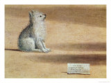 Vision of St. Augustine, Detail of the Dog, 1502-08