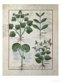 Buy Marshmallow and Hastula Regia, Asarabacca and Speedwell, Simple Book of Medicines at AllPosters.com